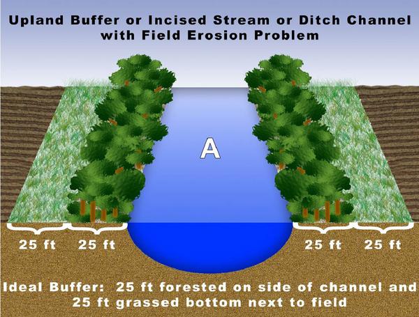 Thumbnail image for Agricultural Riparian Buffers